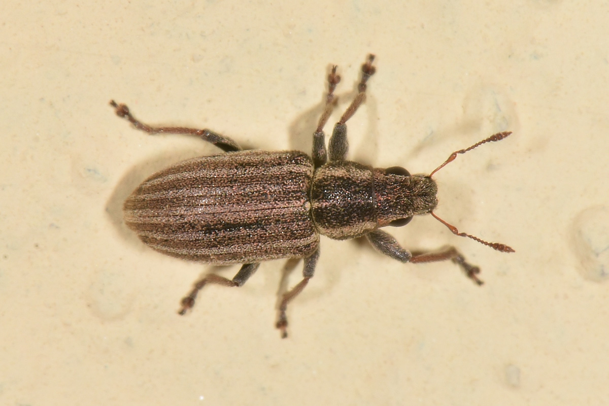 Curculionidae: Sitona lineatus? S !